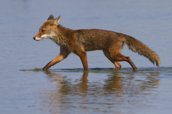 Renard roux - LPO (Ligue pour la Protection des Oiseaux) - Agir pour la  biodiversité