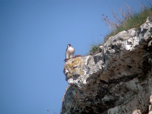 Faucon pèlerin sur une falaise