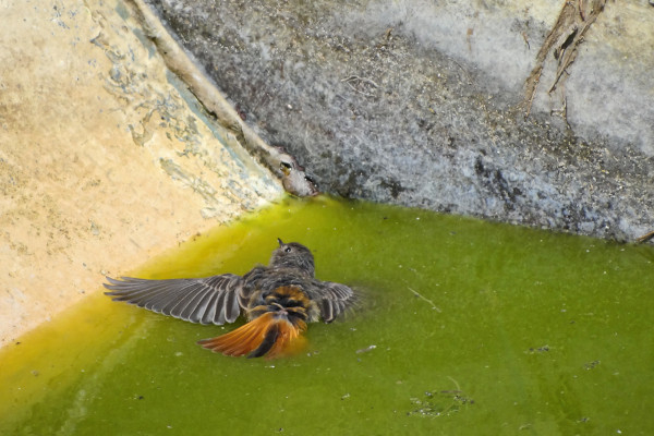 Jeune rougequeue noir (Phoenicurus ochruros) mort par noyade dans un bassin aux bords lisses