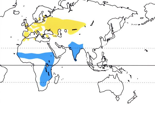 Répartition mondiale Busard cendré