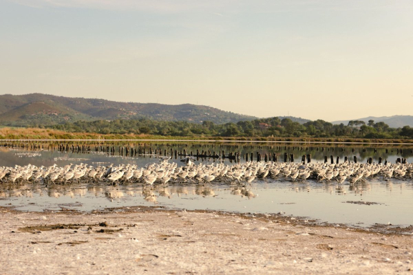 Poussins apr&egrave;s le baguage &copy; St&eacute;phanie DAVILMA