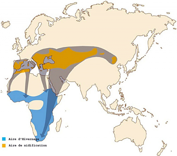 Répartition mondiale et voies de migration du Faucon crécerellette