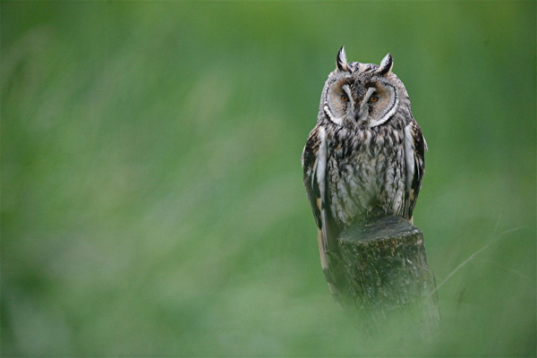 HIBOU MOYEN DUC