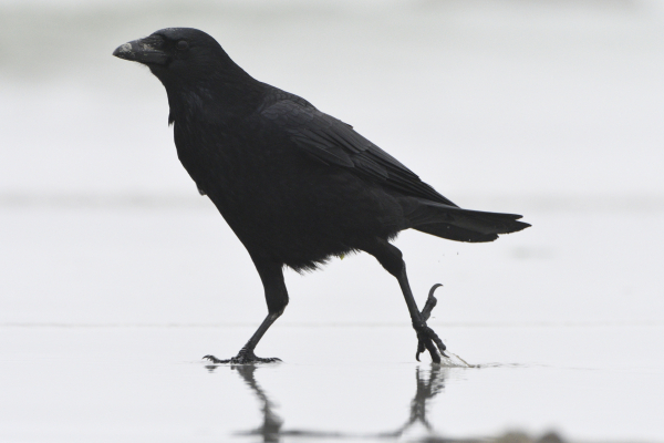 Corneille noire qui marche dans l'eau