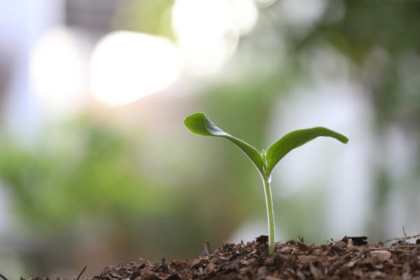 La plantule est la germination de l'embryon de la graine / istockphotos