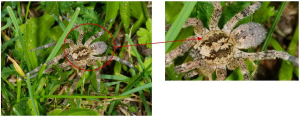 Zoropsis spinimana mâle, son masque s’étend le long du céphalothorax et ces trois points noirs alignés sur l’abdomen sont des taches cardiaques et indiquent l’espèce. Photographié par Andreas Eichler