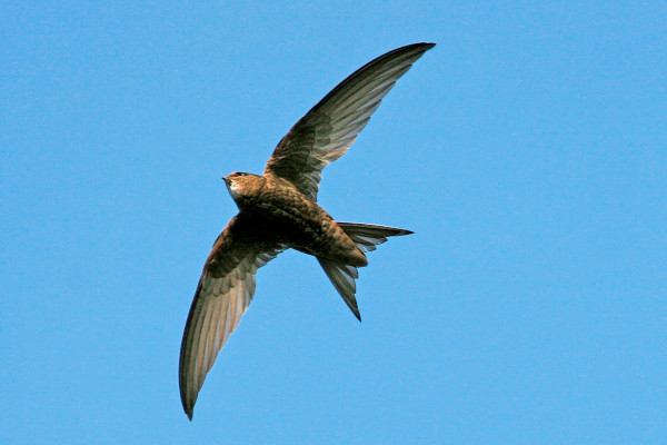 Martinet noir (Apus apus) en vol © Aurélien Audevard