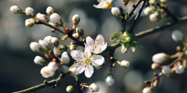 Haie champêtre fleurie / Pixabay