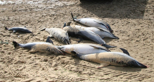 Dauphins échoués sur le sable