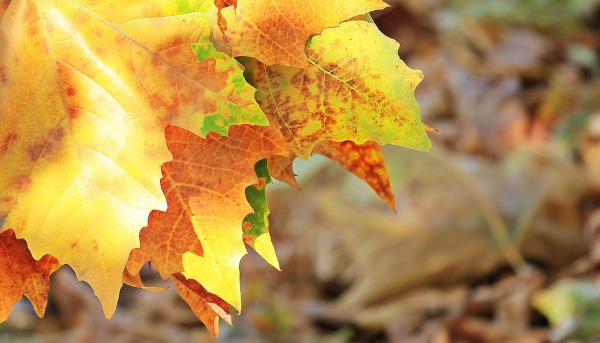 Feuilles jaunies en automne © Pixabay