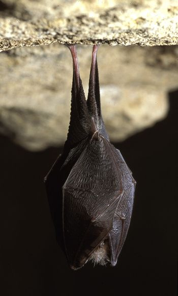 Petit Rhinolophe hibernant