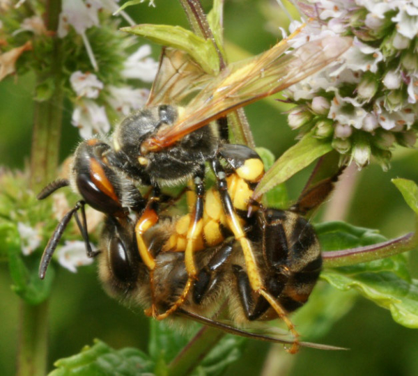 Le Philanthe pique sous la tête et lèche les mandibules de l’abeille