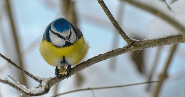 Mésange bleue posée sur une branche, avec son repas