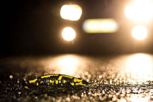 Salamandre tachet&eacute;e