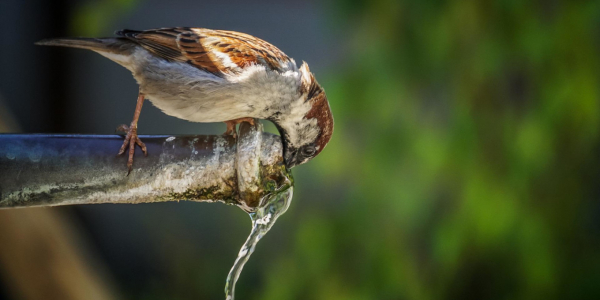 Moineau domestique (Passer domesticus) à la fontaine © Pixabay
