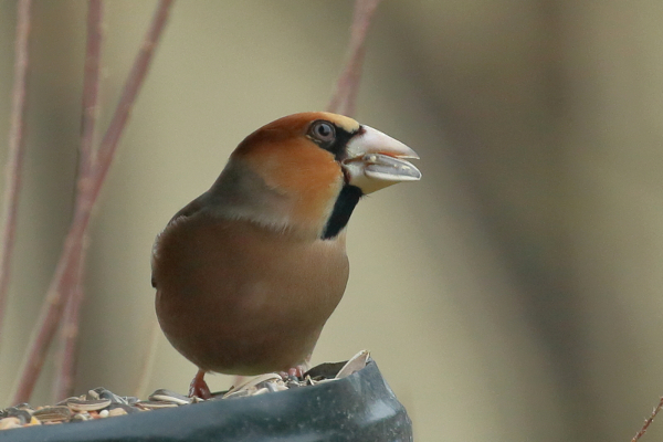 Grosbec cassenoyaux (Coccothraustes coccothraustes) © Michel Groult