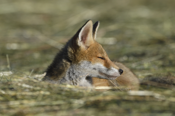 Renard dans les hautes herbes