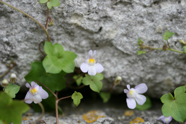 Linaire cymbalaire (Cymbalaria muralis)