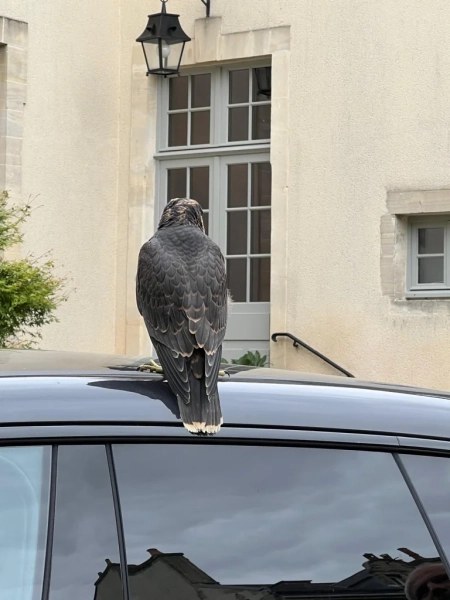 Faucon pèlerin juvénile posé sur le toit d'une voiture