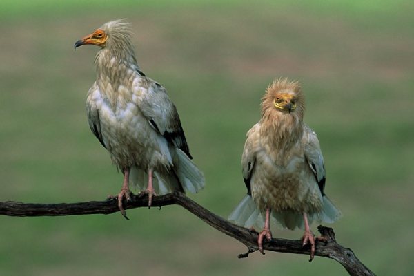 Couple de vautours percnoptère posés sur une branche