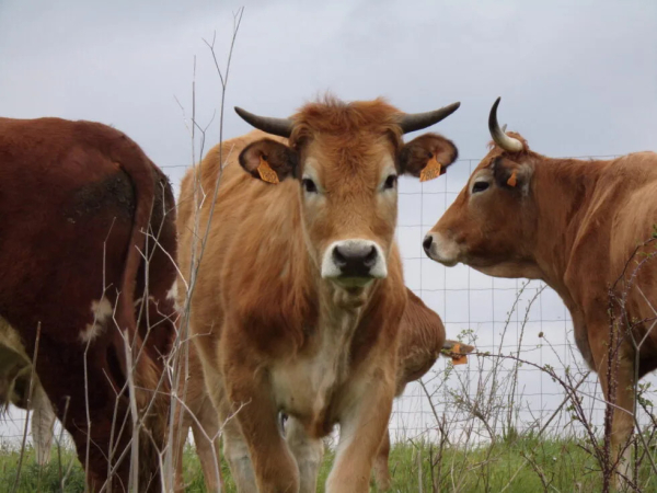 Vaches maraîchines