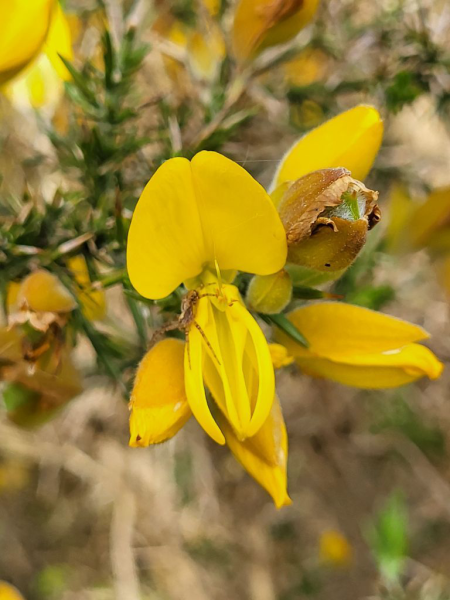 Comment savoir si un hérisson vit au jardin ? - Promesse de Fleurs