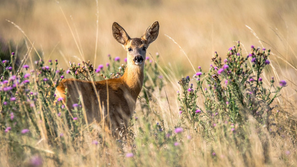 Chevreuil (Capreolus capreolus) / Pixabay