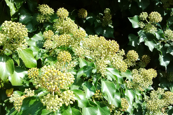 Fleurs du lierre commun (Hedera helix) © Nicolas Macaire / LPO