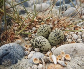 Ponte de Gravelot à collier interrompu (Charadrius alexandrinus) à Cayeux-sur-Mer, au sein du Parc naturel marin des estuaires picards et de la mer d’Opale