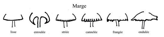 Marges champignons