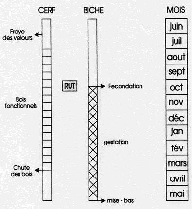 Calendrier : une année de cerf