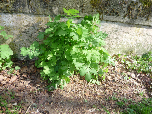 La chélidoine au début du printemps