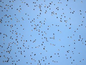 Zoom sur un vol de pigeons ramiers