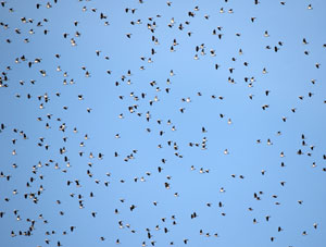 Zoom sur un vol de pigeons ramiers