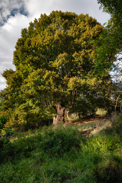 Le Tilleul, Lapeyrouse, Auvergne Rhône-Alpes - Crédit photo : Emmanuel Boitier