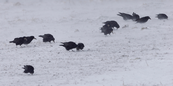 Groupe de Corbeaux freux &copy; Fabrice Cahez