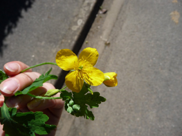 Fleur avec gousses