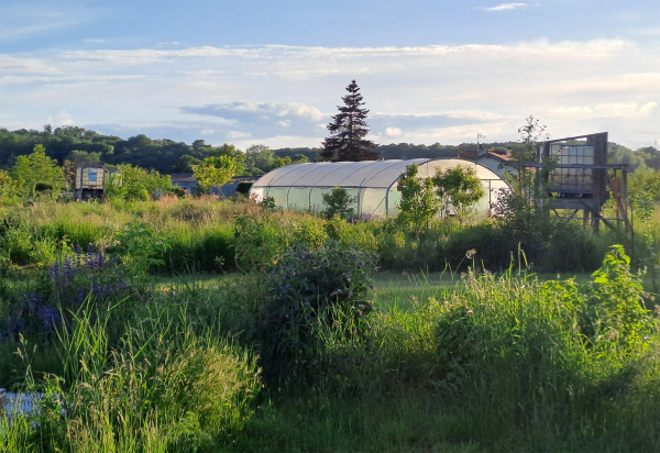 Herbes folles au premier plan et derrière la serre du jardin