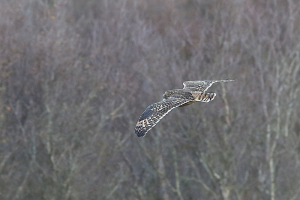 Hibou des marais en vol