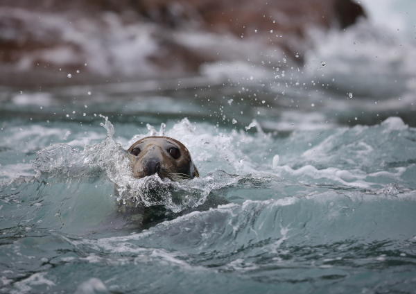 Phoque gris (Halichoerus grypus) © Armel Deniau / RNN des Sept-Iles
