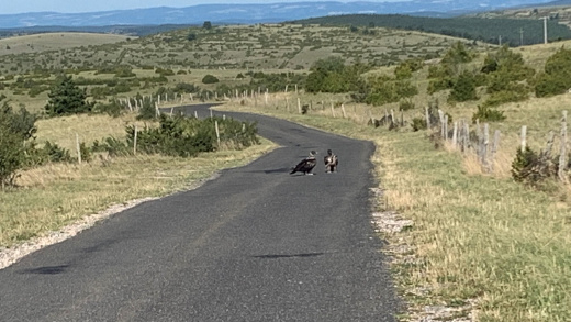 Gypaètes sur la route