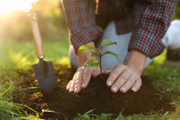 Plantation d'un arbre