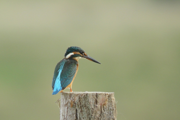 Martin-p&ecirc;cheur d'Europe (Alcedo atthis) femelle &copy; Christian Aussaguel