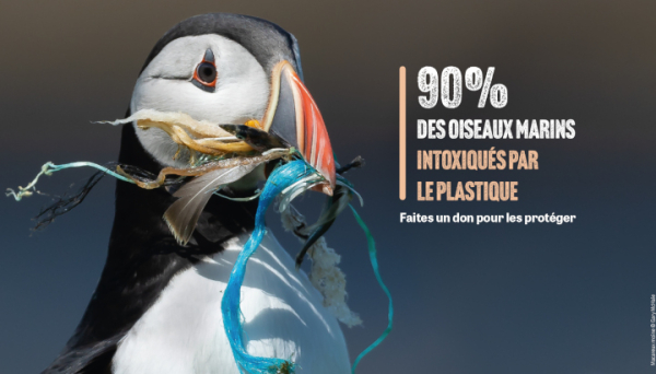 Macareux moine tenant des déchets plastiques dans son bec