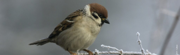 Moineau friquet posé sur une branche givrée