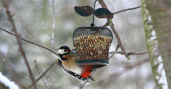 Le régime alimentaire des oiseaux des jardins - LPO (Ligue pour la  Protection des Oiseaux) - Agir pour la biodiversité