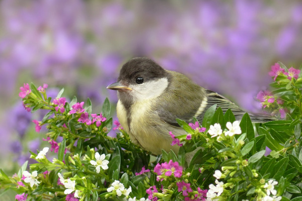 Mésange charbonnière