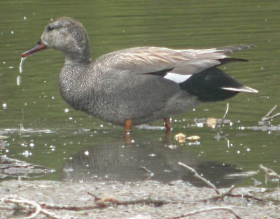 Canard chipeau mâle