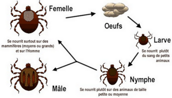 Cycle d'Ixodes ricinus © ENS de Lyon