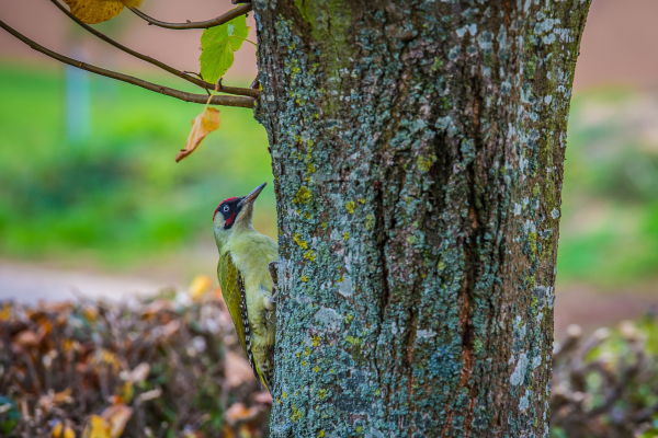 Pic vert (Picus viridis), mâle reconnaissable à la tache rouge de sa moustache / Pixabay